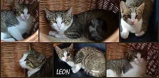 Pokochaj i przygarnij Leona, śląskie Gliwice
