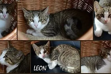 Pokochaj i przygarnij Leona,  śląskie Gliwice