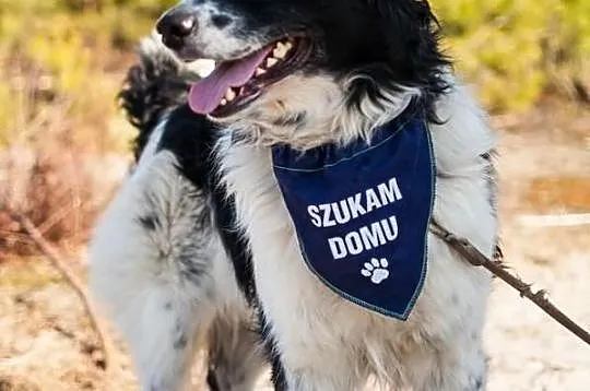 Łatek - oddany jak zwykły przedmiot, szuka miłości