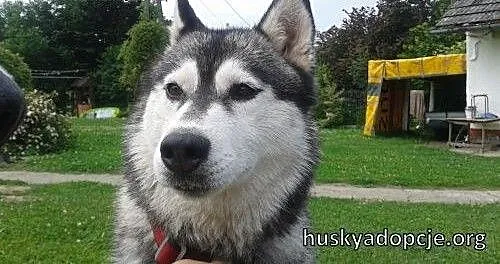 NORA- towarzyska i wesoła suczka husky do adopcji,