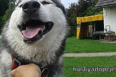 NORA- towarzyska i wesoła suczka husky do adopcji,