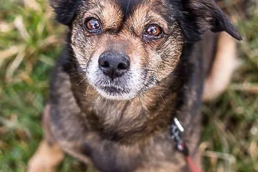 Gris pokochaj, ocal, adoptuj,  dolnośląskie Jeleni