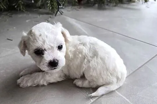 Szczeniaczki Bichon Frise, Wielkopolskie, Poznań