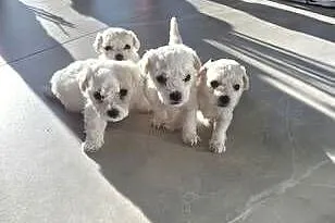 Szczeniaczki Bichon Frise, Wielkopolskie, Poznań