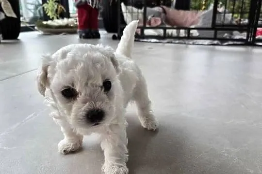 Szczeniaczki Bichon Frise, Wielkopolskie, Poznań