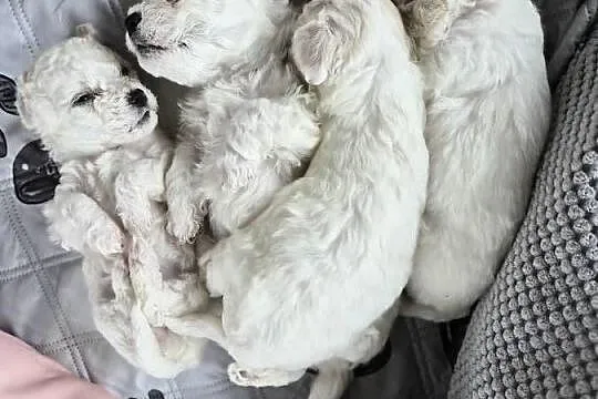 Szczeniaczki Bichon Frise, Wielkopolskie, Poznań