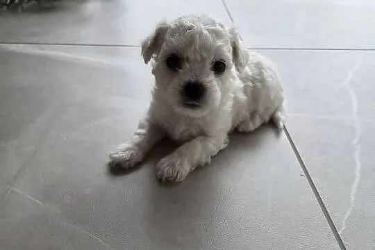 Szczeniaczki Bichon Frise, Wielkopolskie, Poznań