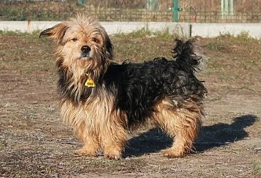 Kaps- prawie york szuka domu! ;) , kujawsko-pomo