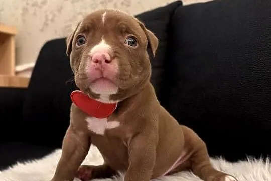 Suczka American Bully Pocket