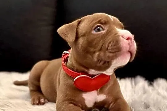 Suczka American Bully Pocket, Kujawsko-pomorskie, Inowrocław