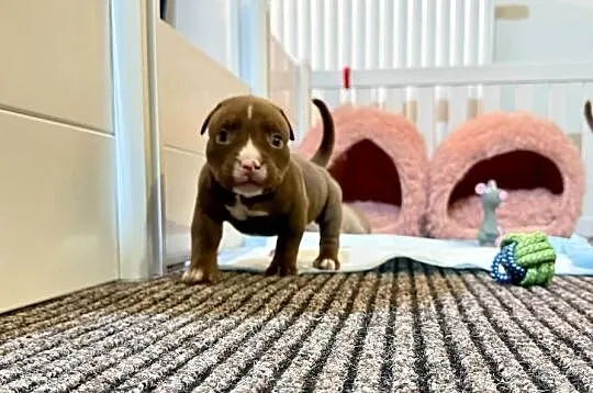 Suczka American Bully Pocket, Kujawsko-pomorskie, Inowrocław