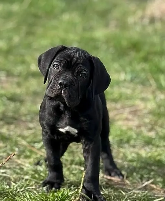 Czarna suczka Cane Corso ZKwP/FCI, Wielkopolskie, Poznań