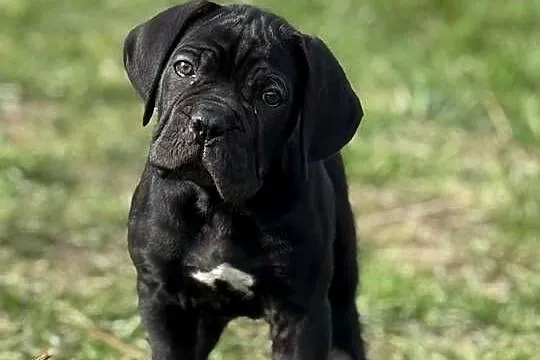 Czarna suczka Cane Corso ZKwP/FCI, Wielkopolskie, Poznań
