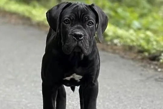 Czarna suczka Cane Corso ZKwP/FCI, Wielkopolskie, Poznań