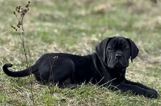 Czarna suczka Cane Corso ZKwP/FCI, Wielkopolskie, Poznań