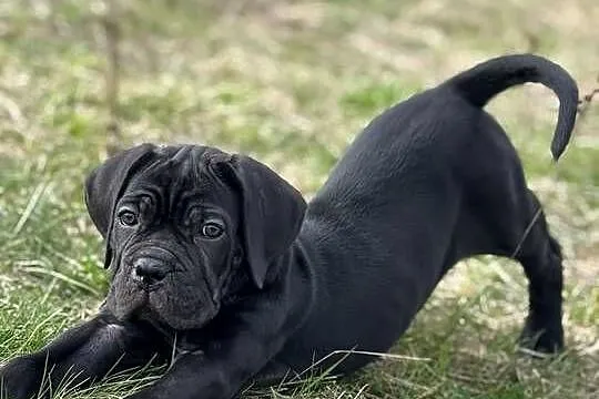 Czarna suczka Cane Corso ZKwP/FCI, Wielkopolskie, Poznań