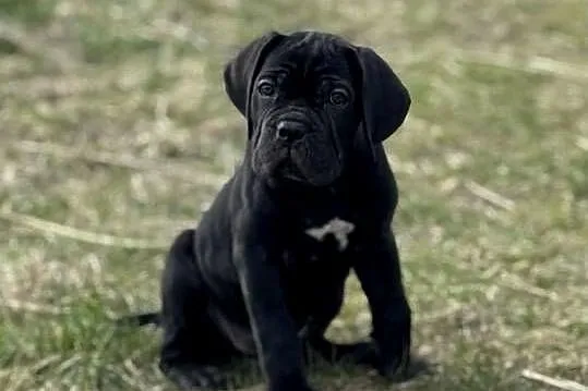 Czarna suczka Cane Corso ZKwP/FCI, Wielkopolskie, Poznań