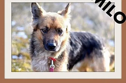 MILO,11kg,łagodny,wesoły,towarzyski piesek.ADOPCJA