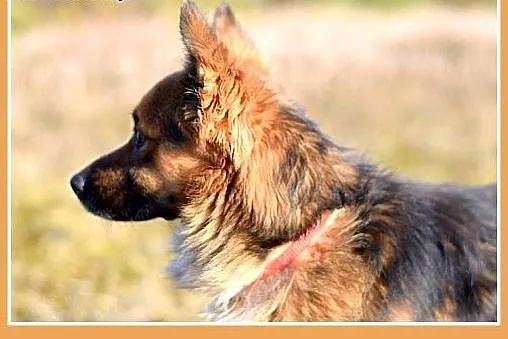 MILO,11kg,łagodny,wesoły,towarzyski piesek.ADOPCJA