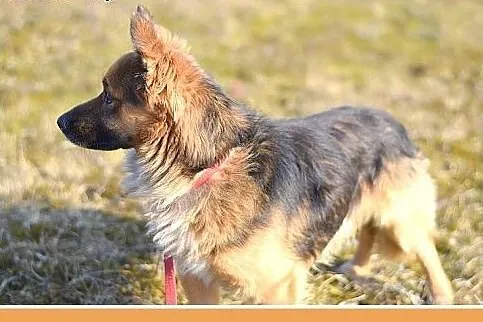MILO,11kg,łagodny,wesoły,towarzyski piesek.ADOPCJA