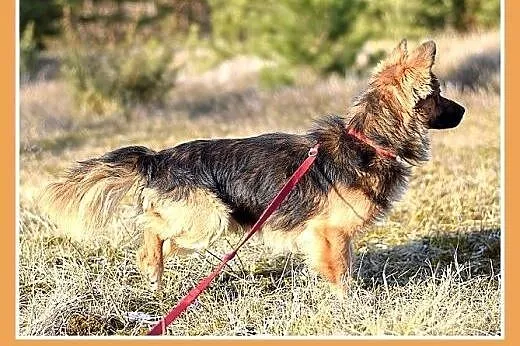 MILO,11kg,łagodny,wesoły,towarzyski piesek.ADOPCJA