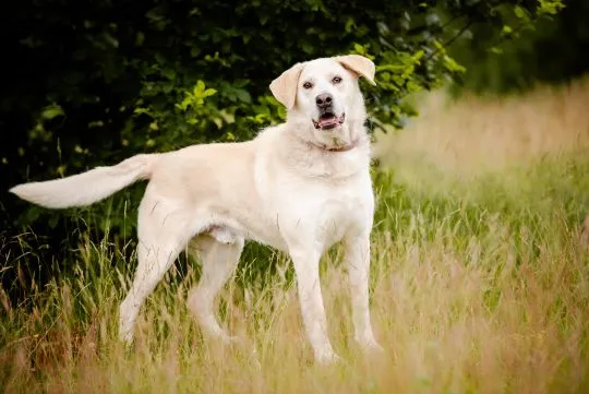 Kokos -przyjazny biszkoptowy labek szuka domu!  Kokos to kilkuletni psiak w typie labradora - maślan, , Warszawa
