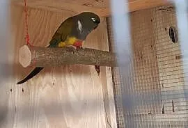 Kupię papugi patagonki/konury patagońskie, Kuczki-Kolonia