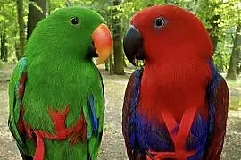 Eclectus Roratus / Barwinice / Lory Wielkie