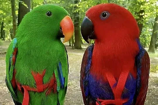Eclectus Roratus / Barwinice / Lory Wielkie