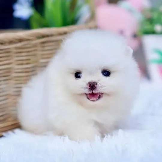 Piękne szczenięta rasy szpic miniaturowy (Pomeranian) gotowe do zamieszkania w nowym domu : {{bianca, ,  Sosnowiec 