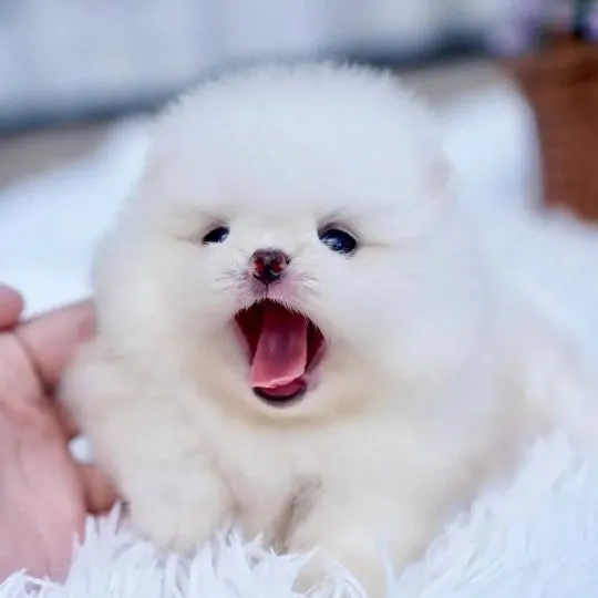 Piękne szczenięta rasy szpic miniaturowy (Pomeranian) gotowe do zamieszkania w nowym domu : {{bianca