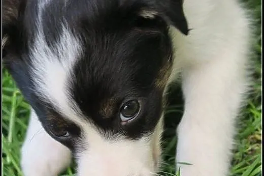 Ok. 7tyg. kochane siostry Łacia i Wilka czekają na