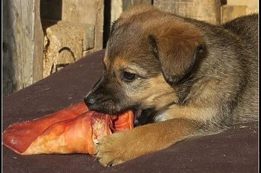 Ok. 7tyg. kochane siostry Łacia i Wilka czekają na