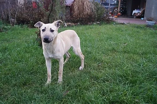 Atena, śliczna biszkoptowa sunia, do adopcji., Warszawa