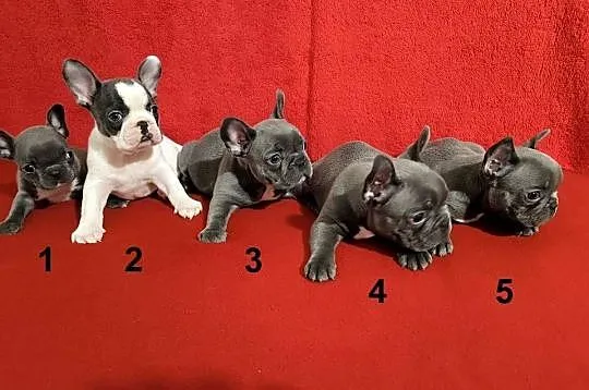 Piękne szczenięta Buldogi francuskie, Buldożki, Buldog