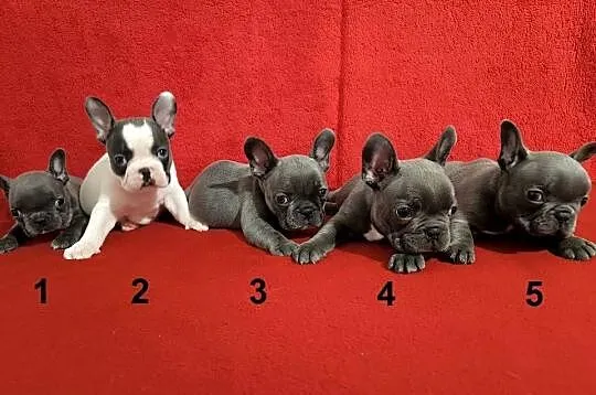 Piękne szczenięta Buldogi francuskie, Buldożki, Buldog, Opolskie, Namysłów