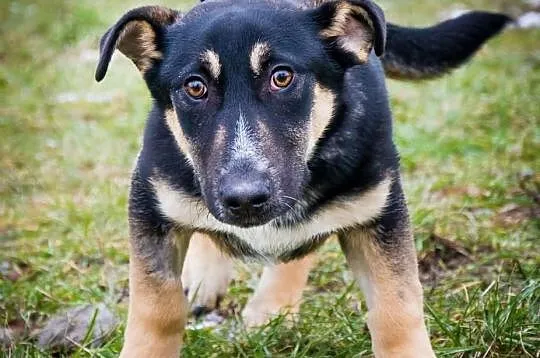 OTOZ Animals - HASZ- cudny, śmieszny kochany szcze