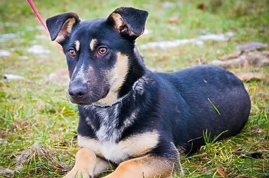 OTOZ Animals - HASZ- cudny, śmieszny kochany szcze
