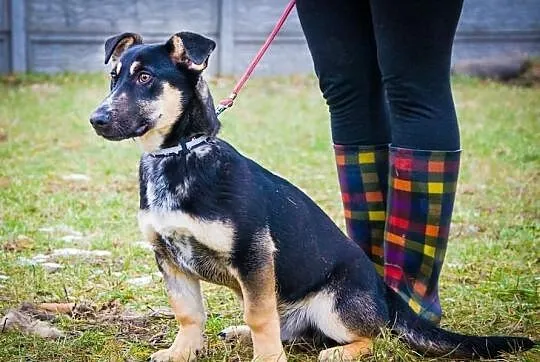 OTOZ Animals - HASZ- cudny, śmieszny kochany szcze