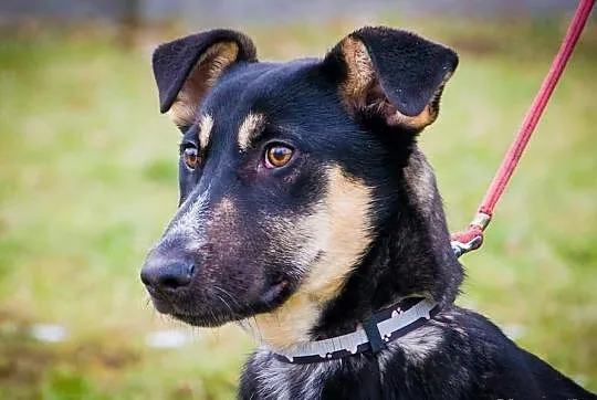 OTOZ Animals - HASZ- cudny, śmieszny kochany szcze