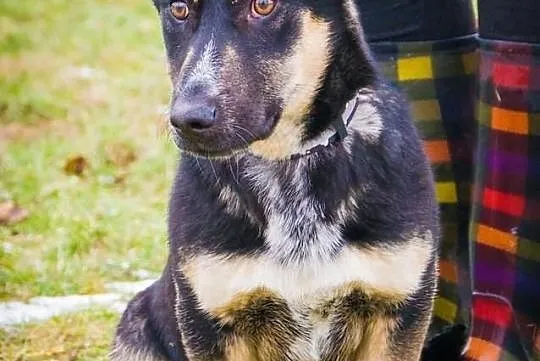 OTOZ Animals - HASZ- cudny, śmieszny kochany szcze