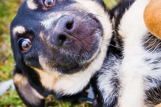 OTOZ Animals - HASZ- cudny, śmieszny kochany szcze