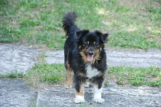 Masza- mała księżniczka, 8kg wagi, szuka domu