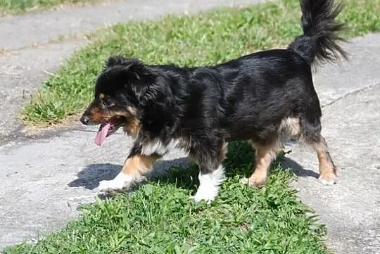 Masza- mała księżniczka, 8kg wagi, szuka domu