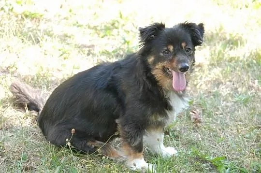 Masza- mała księżniczka, 8kg wagi, szuka domu