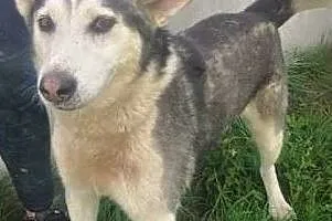 WILSON - piękny psiak w typie husky szuka domu, Warszawa