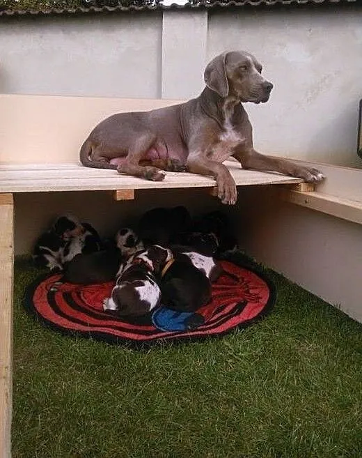 Louisiana Leopard Dog (Catahoula) – amaz