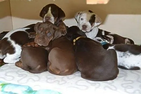 Louisiana Leopard Dog (Catahoula) &#8211; amaz