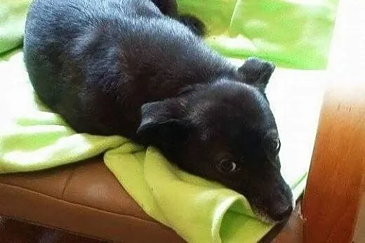 Florka, ofiara wakacji, wyrzucona z samochodu na ruchliwej ulicy,  Kundelki cała Polska
