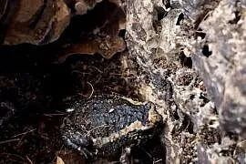 Termitówka indyjska (Kaloula pulchra)